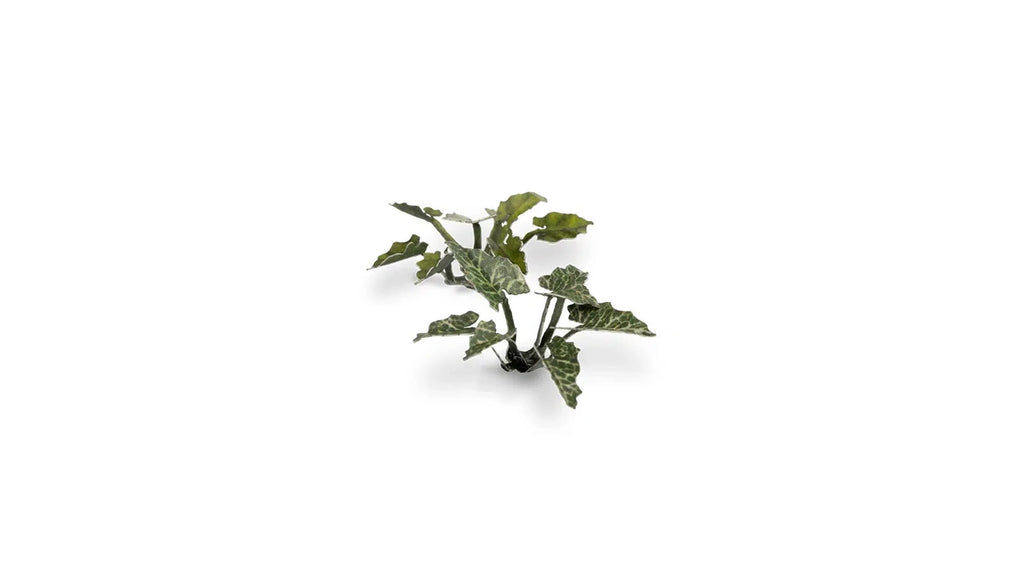 Gamers Grass Full Color Laser Cut Plants Lords-And-Ladies 103 Per Pack GGLP-LAL