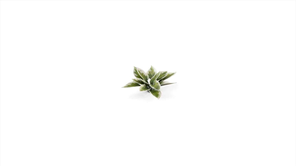Gamers Grass Full Color Laser Cut Plants Plantain Lily (57) Per Pack GGLP-PL