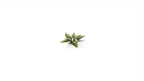 Gamers Grass Full Color Laser Cut Plants Plantain Lily (57) Per Pack GGLP-PL