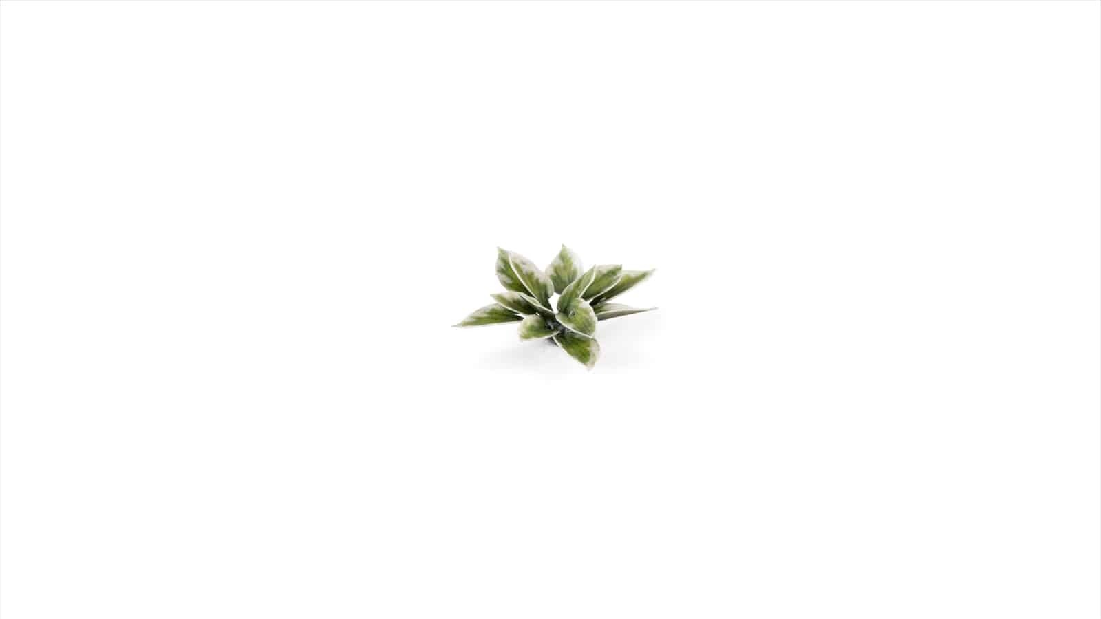 Gamers Grass Full Color Laser Cut Plants Plantain Lily (57) Per Pack GGLP-PL