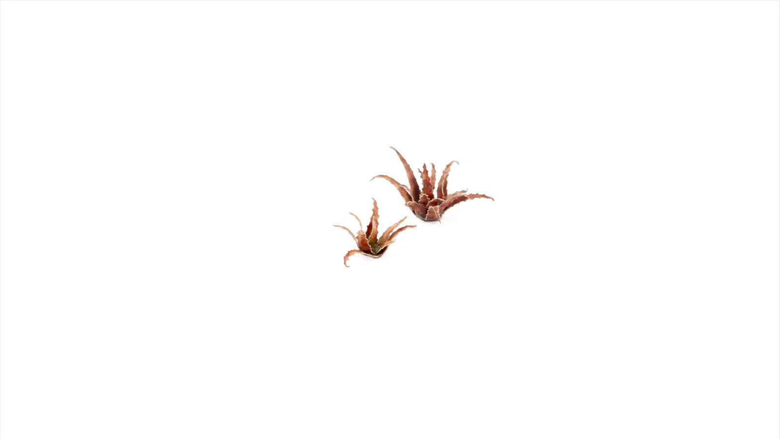 Gamers Grass Full Color Laser Cut Plants Red Aloe For Bases 96 Per Pack GGLP-RA
