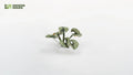 Gamers Grass Full Color Laser Cut Plants Bugloss (73) Per Pack - GGLP-BL
