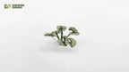 Gamers Grass Full Color Laser Cut Plants Bugloss (73) Per Pack - GGLP-BL