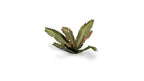 Gamers Grass Full Color Laser Cut Plants Banana Tree (52) Per Pack GGLP-BT