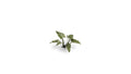 Gamers Grass Full Color Laser Cut Plants Lords-And-Ladies 103 Per Pack GGLP-LAL