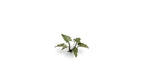 Gamers Grass Full Color Laser Cut Plants Lords-And-Ladies 103 Per Pack GGLP-LAL