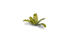 Gamers Grass Full Color Laser Cut Plants Banana Tree (52) Per Pack GGLP-BT