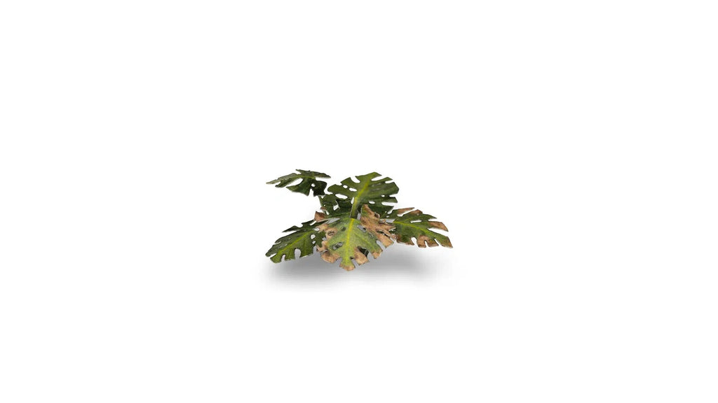 Gamers Grass Full Color Laser Cut Plants Monstera For Bases 47 Per Pack GGLP-MT