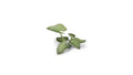 Gamers Grass Full Color Laser Cut Plants Elephant Ear (51) Per Pack GGLP-EE