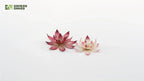Gamers Grass Full Color Laser Cut Plants Lotus Flower (42) Per Pack - GGLP-LF