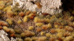 Gamers Grass Wild Dry Steppe Tuft Set For Wargaming Bases 140 Per Pack GGSET-DS