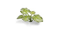 Gamers Grass Full Color Laser Cut Plants Monstera For Bases 47 Per Pack GGLP-MT